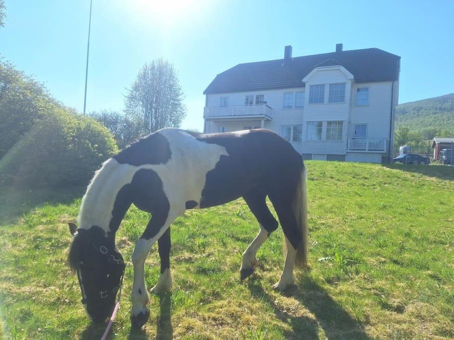 Privat Leilighet Pa Gard Med Badstue Og Nordlys Narvik Exterior foto