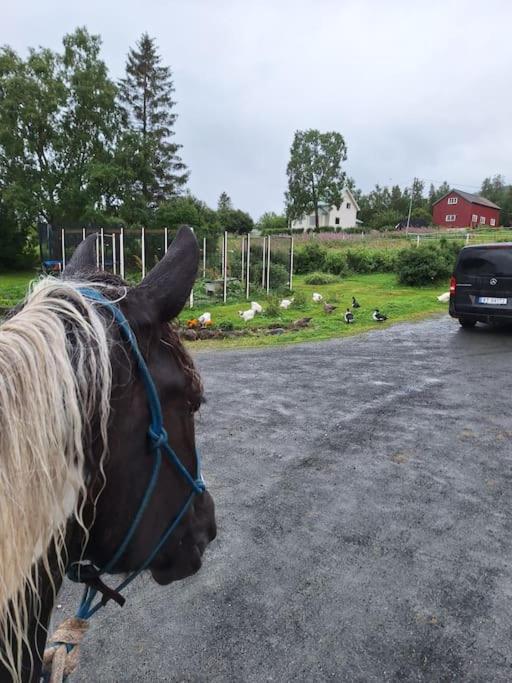 Privat Leilighet Pa Gard Med Badstue Og Nordlys Narvik Exterior foto
