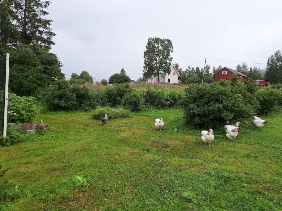 Privat Leilighet Pa Gard Med Badstue Og Nordlys Narvik Exterior foto