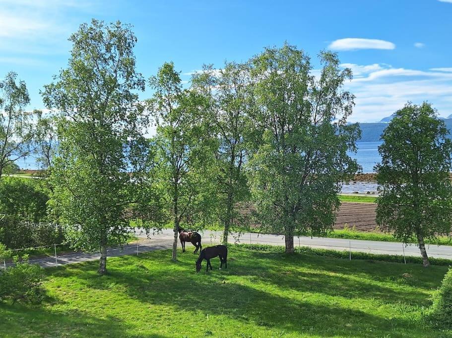 Privat Leilighet Pa Gard Med Badstue Og Nordlys Narvik Exterior foto
